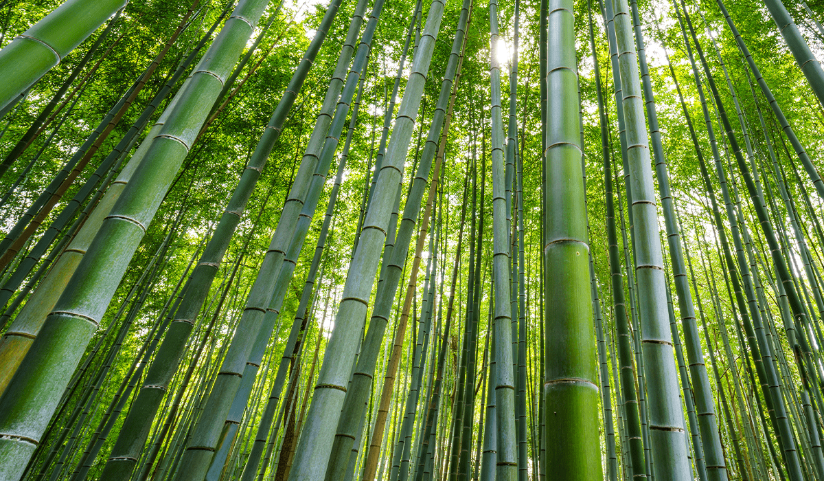 The Japanese Cabinet confirms the Basic Plan for the GX: Green